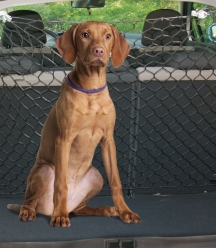 RED SEPARADORA PARA PERROS