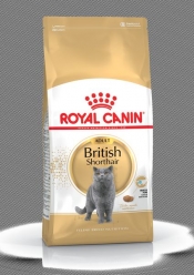BRITISH SHORTHAIR