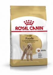 CANICHE ADULT