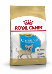 CHIHUAHUA PUPPY