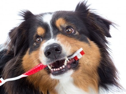 HIGIENE DENTAL PARA PERROS