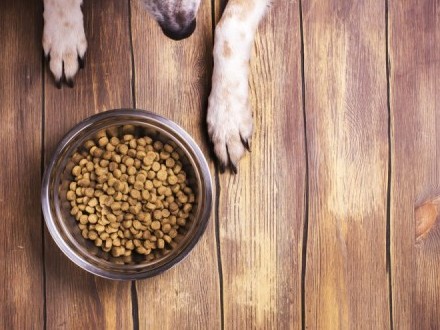 Preguntamos al veterinario: ¿mi mascota necesita una dieta terapéutica (y por qué cuestan tanto)?