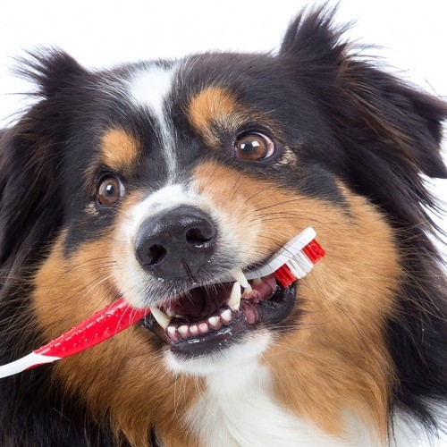 HIGIENE DENTAL PARA PERROS